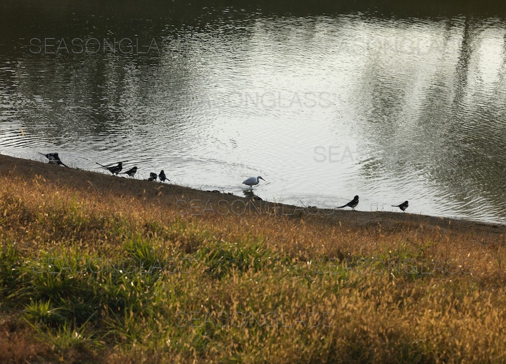 Magpies and Egret