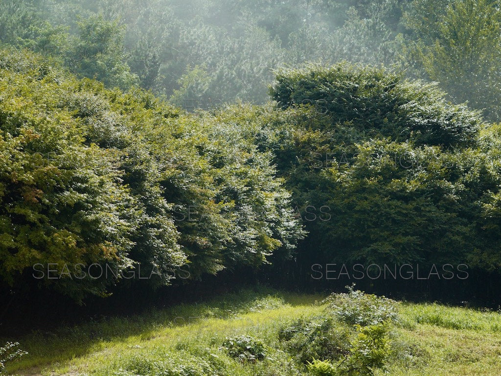 Maple Trees in Summer