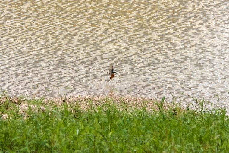 Common Kingfisher