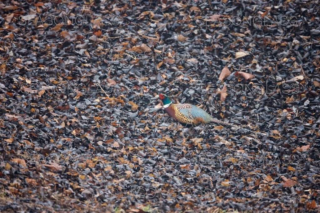 Cock Pheasant