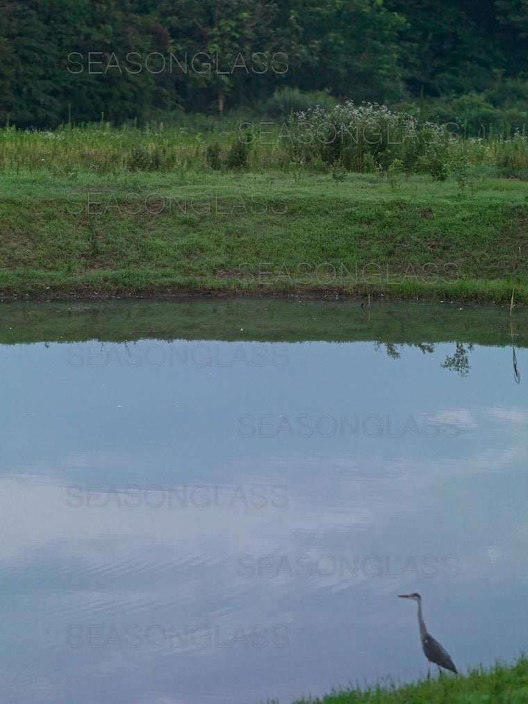 Grey Heron