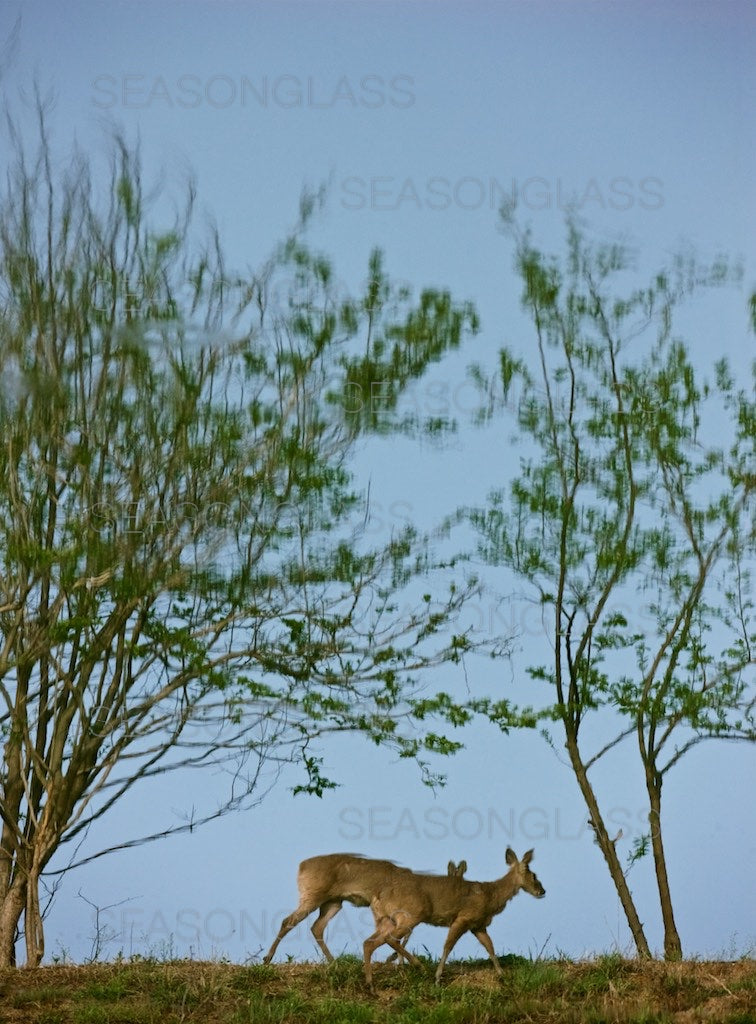 Water Deer