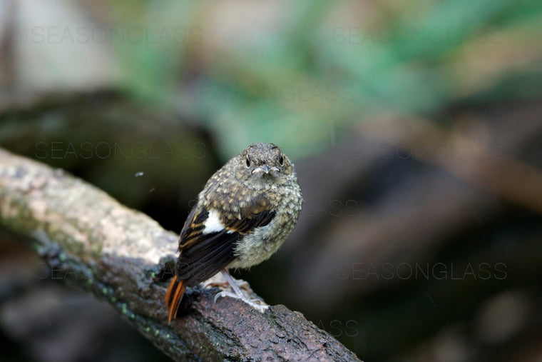Young Daurian Redstart