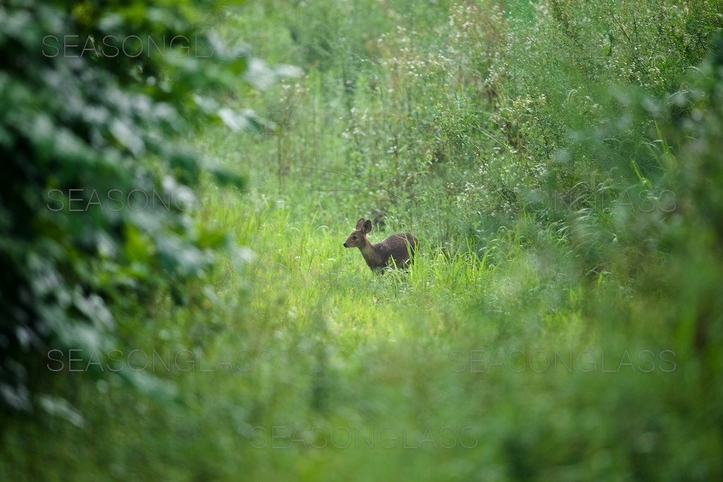 Water Deer