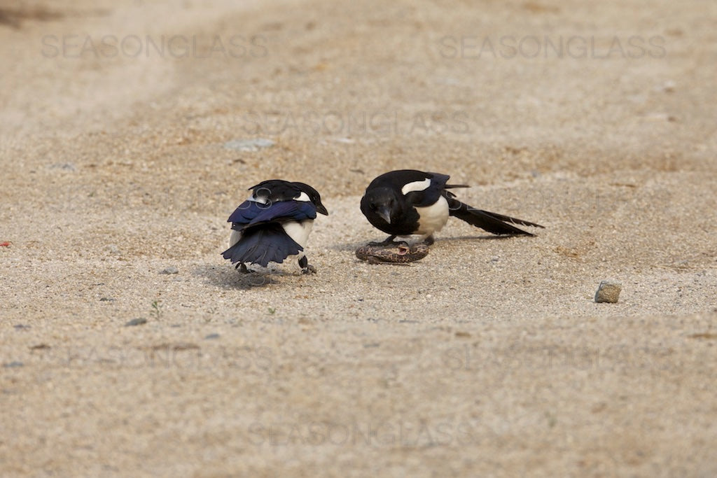 Magpies and Korean Rat Snake