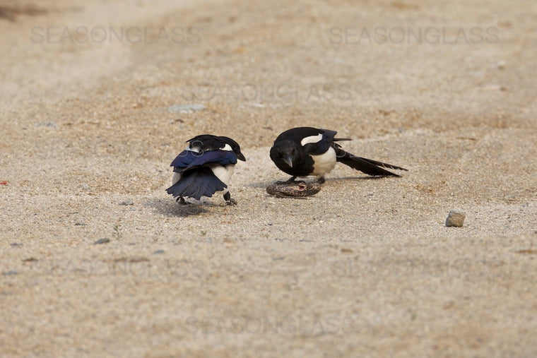 Magpies and Korean Rat Snake