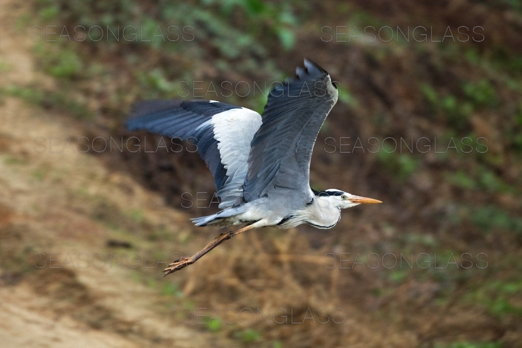 Grey Heron