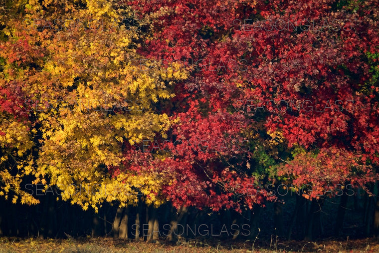Maple Trees in Autumn
