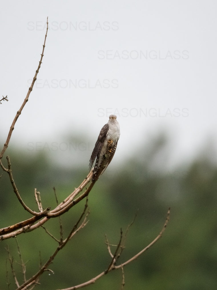 Common Cuckoo