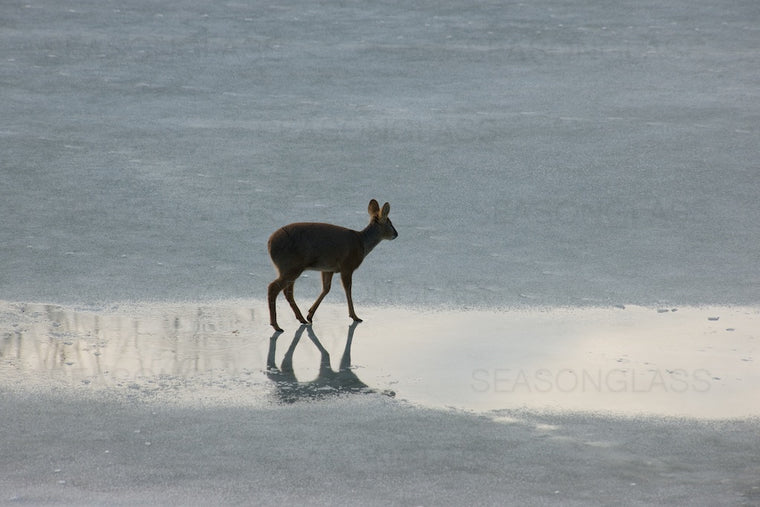 Water Deer
