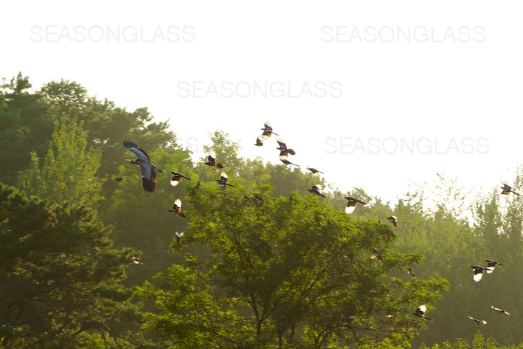 Magpies Harassing Grey Heron