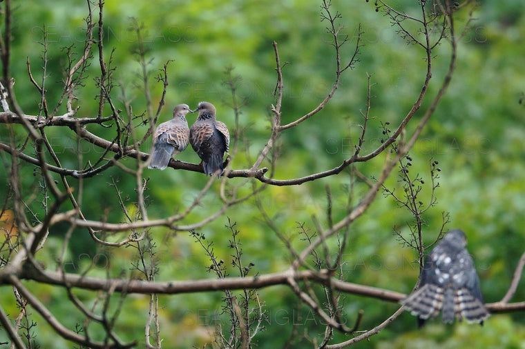 Turtledoves and Chinese Sparrowhawk