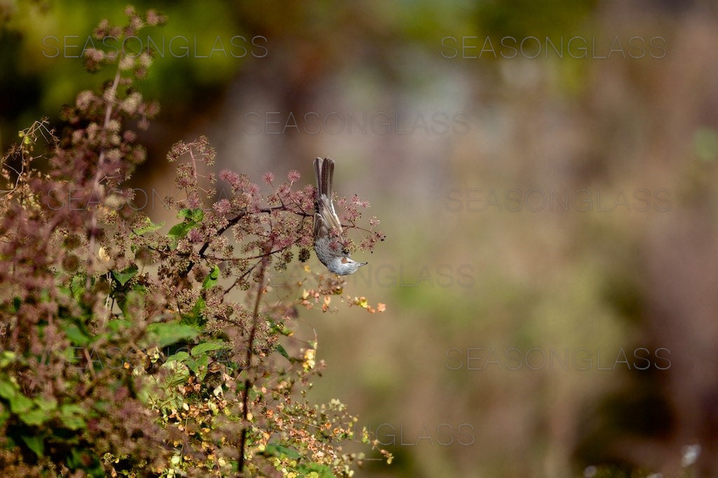 Brown-eared Bulbul