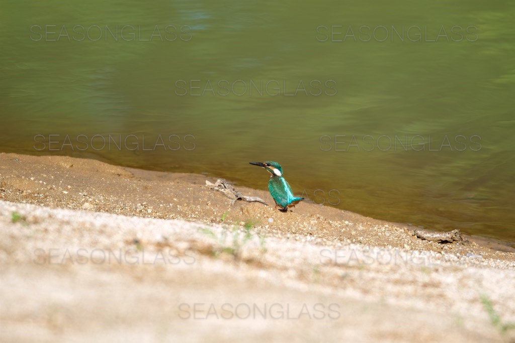 Common Kingfisher