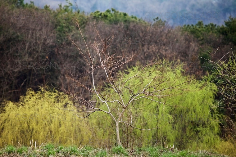 Woods in Spring
