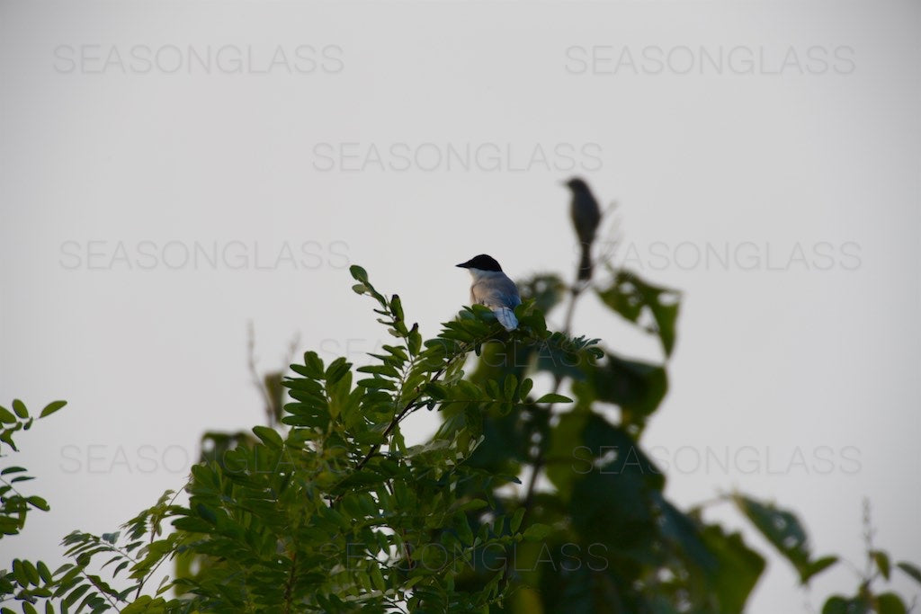 Azure-winged Magpie and Brown-eared Bulbul