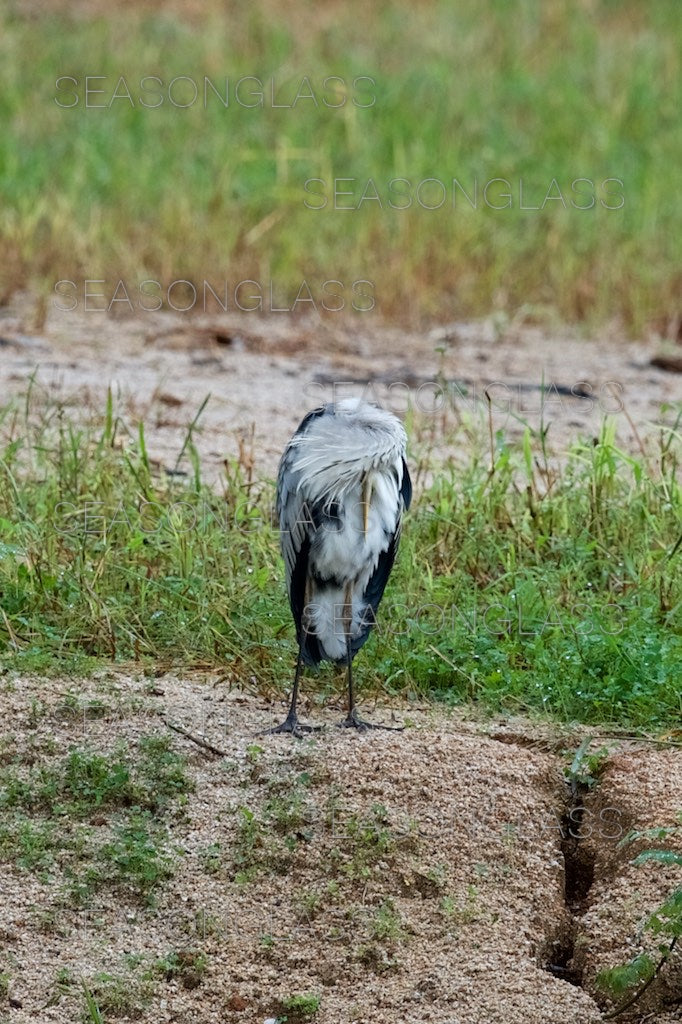 Grey Heron