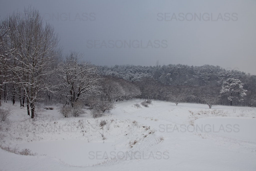 Woods in Winter