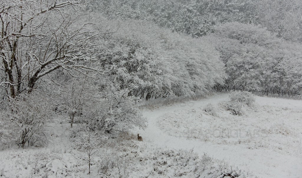 Woods in Winter