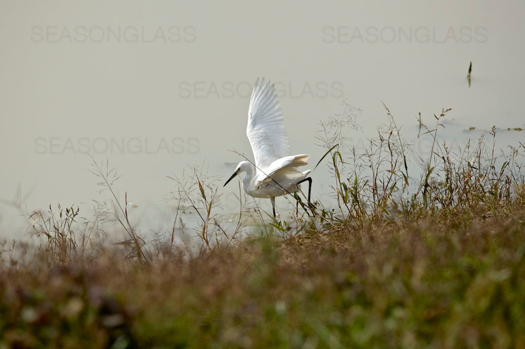 Egret