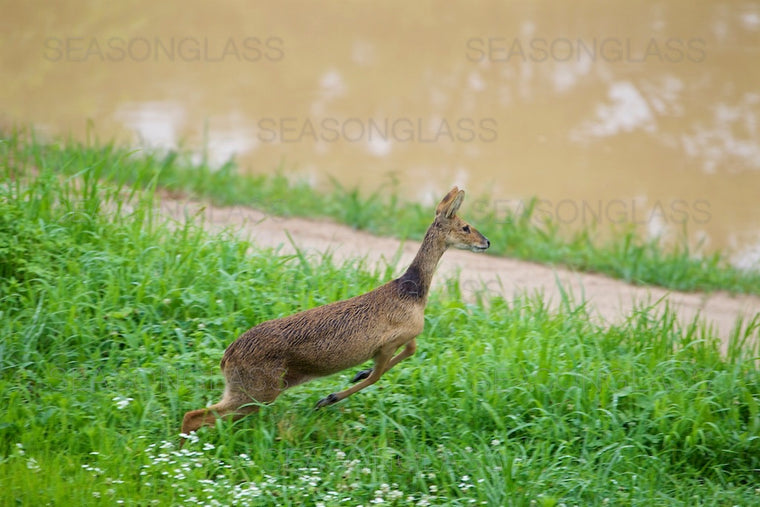 Water Deer