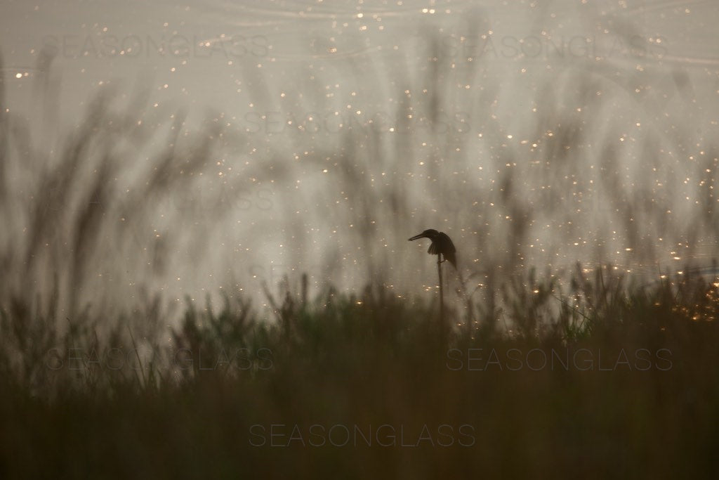 Common Kingfisher