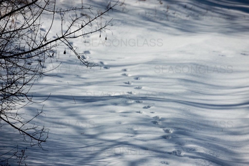 Animal Tracks