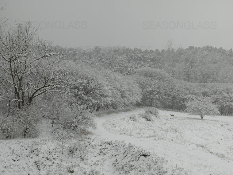 Woods in Winter
