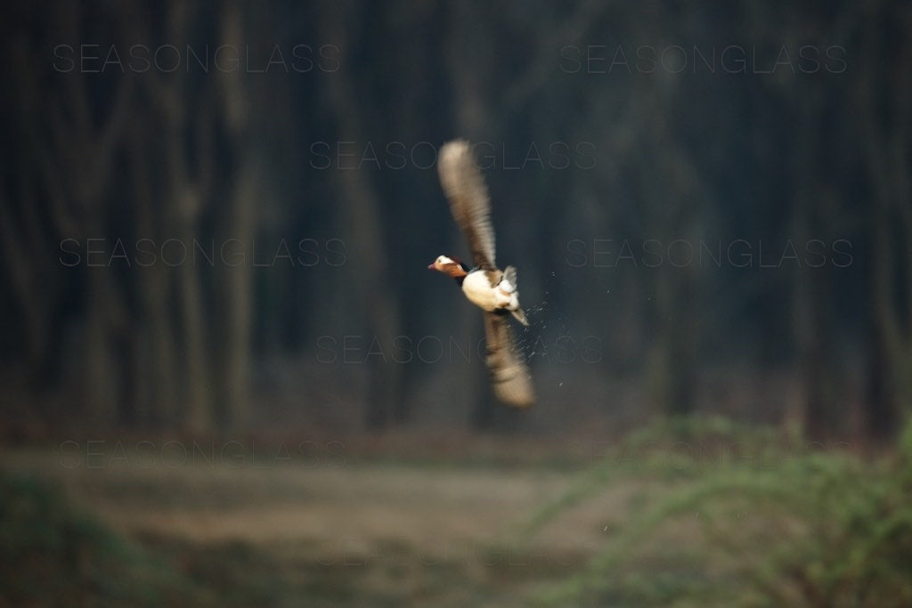 Male Mandarin Duck