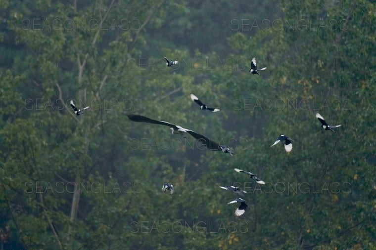 Magpies and Grey Heron