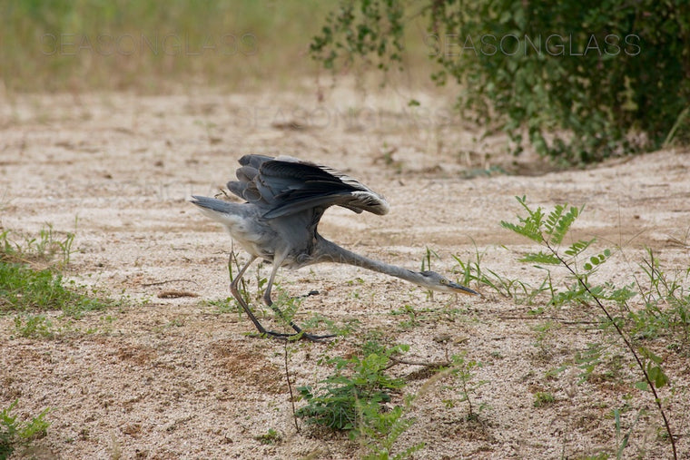 Grey Heron