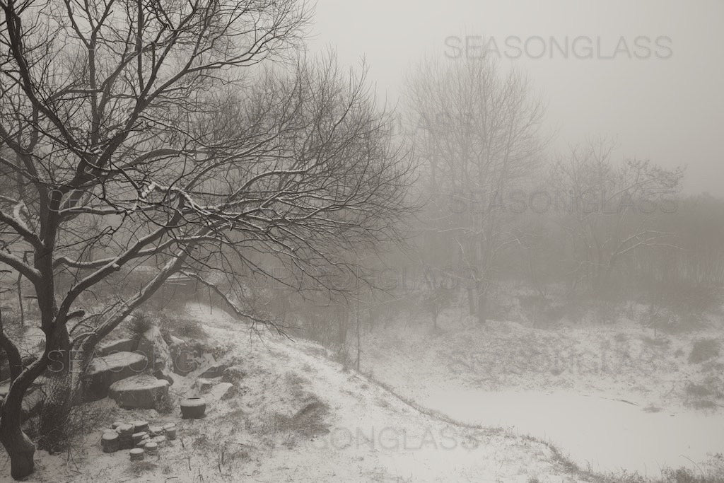 Woods in Winter