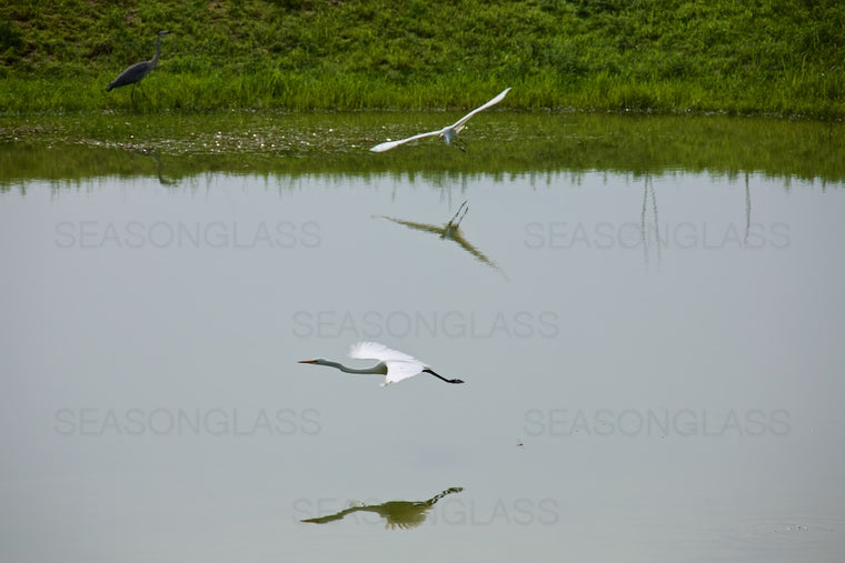 Grey Heron