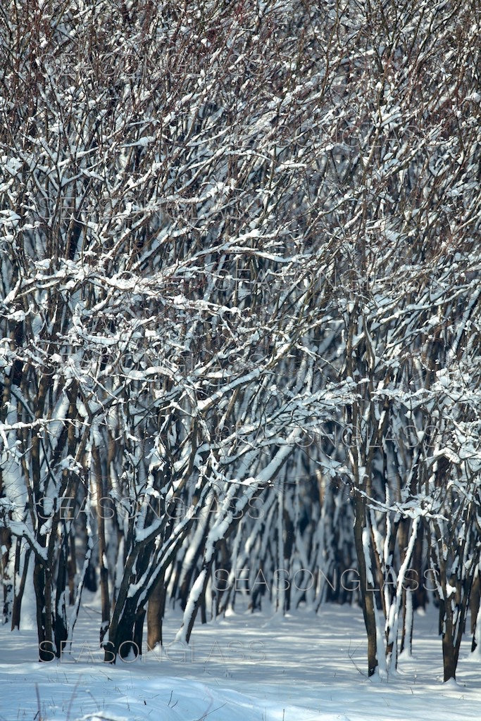 Maple Trees in Winter