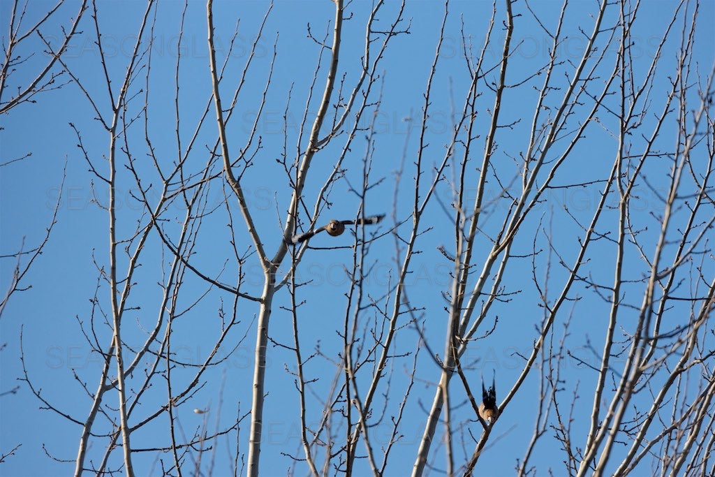 Hawfinches