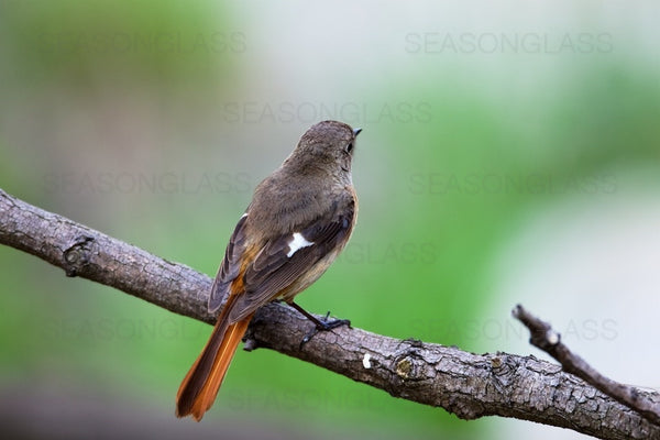 Daurian Rosa Female Daurian Redstart – Ahae