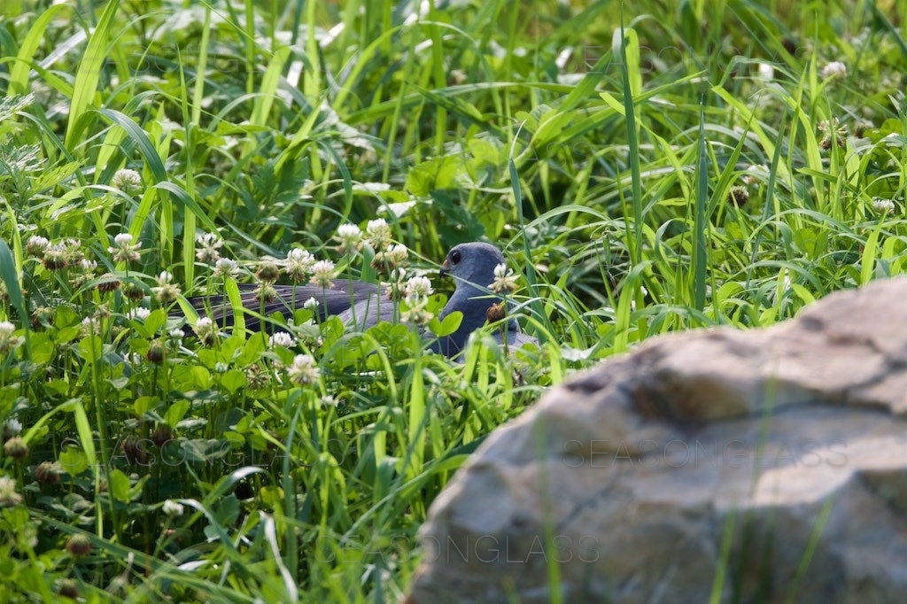 Chinese Sparrowhawk