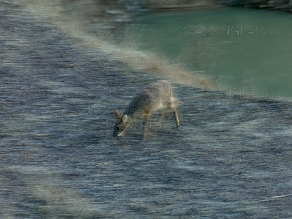 Water Deer