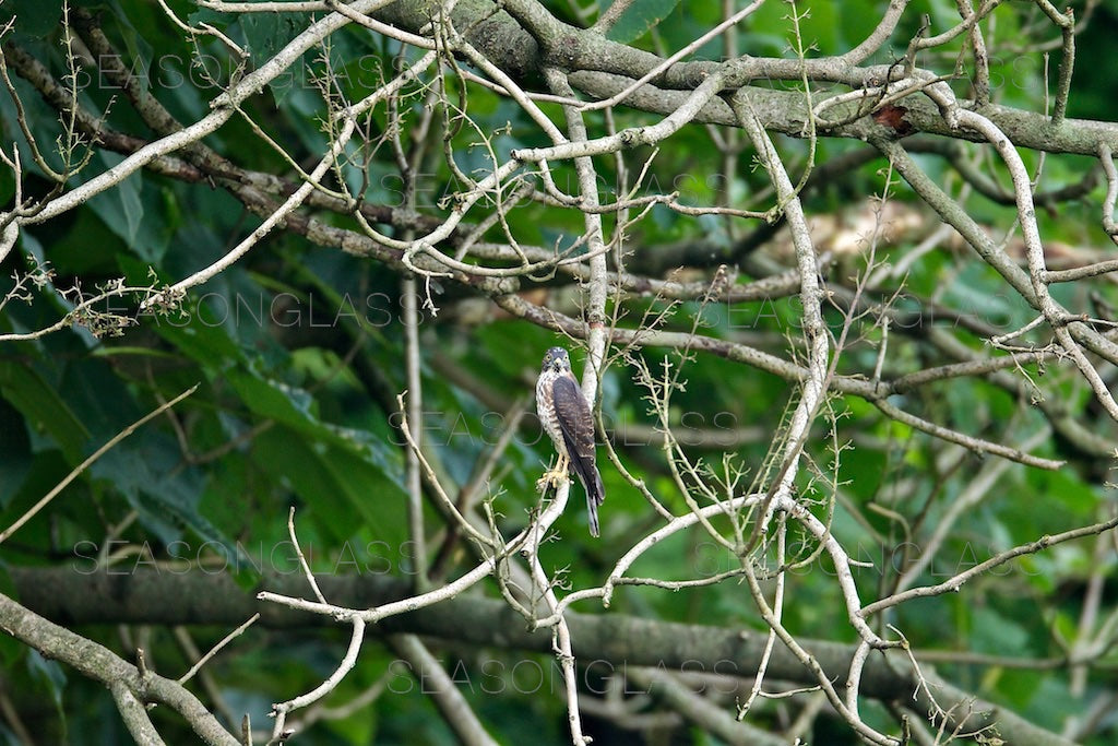 Chinese Sparrowhawk