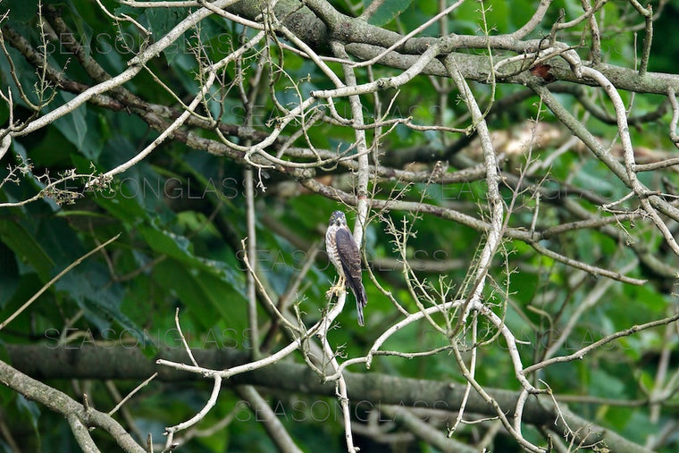 Chinese Sparrowhawk