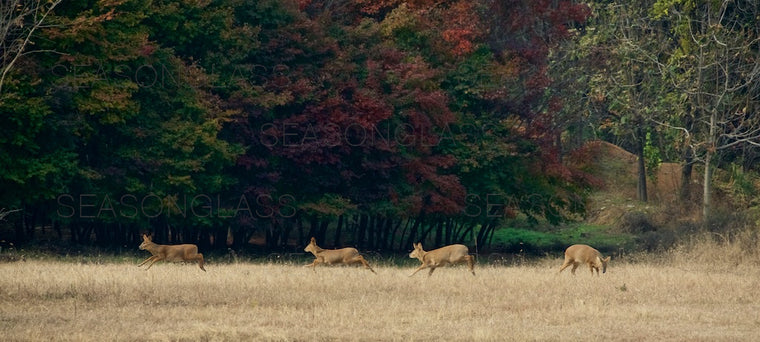 Water Deer