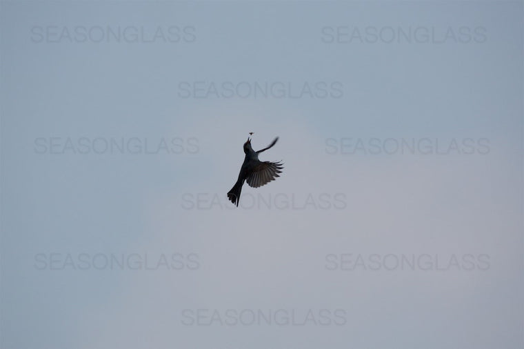 Brown-eared Bulbul with Insect