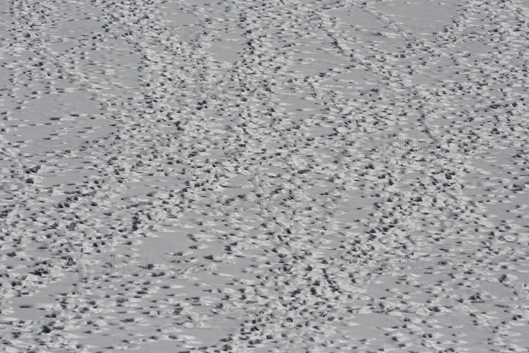 Animal Tracks