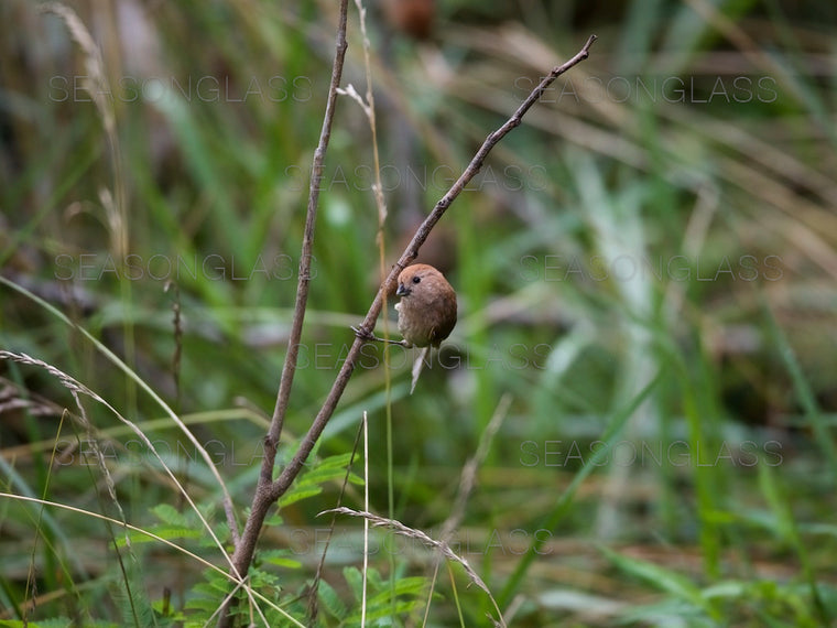 Vinous-throated Parrotbill
