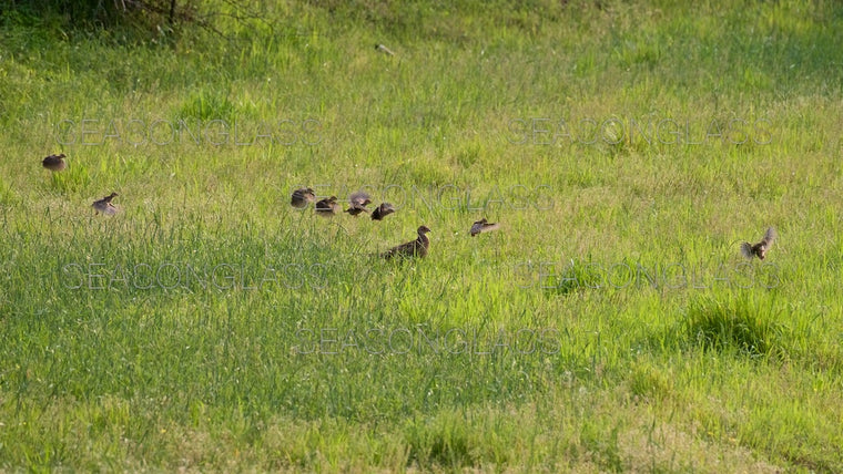 Pheasant