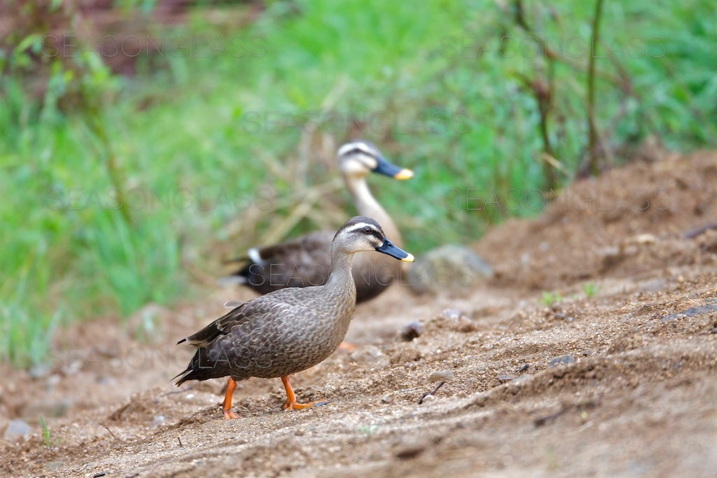 Spot-billed Ducks