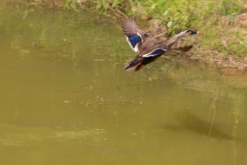 Spot-billed Ducks