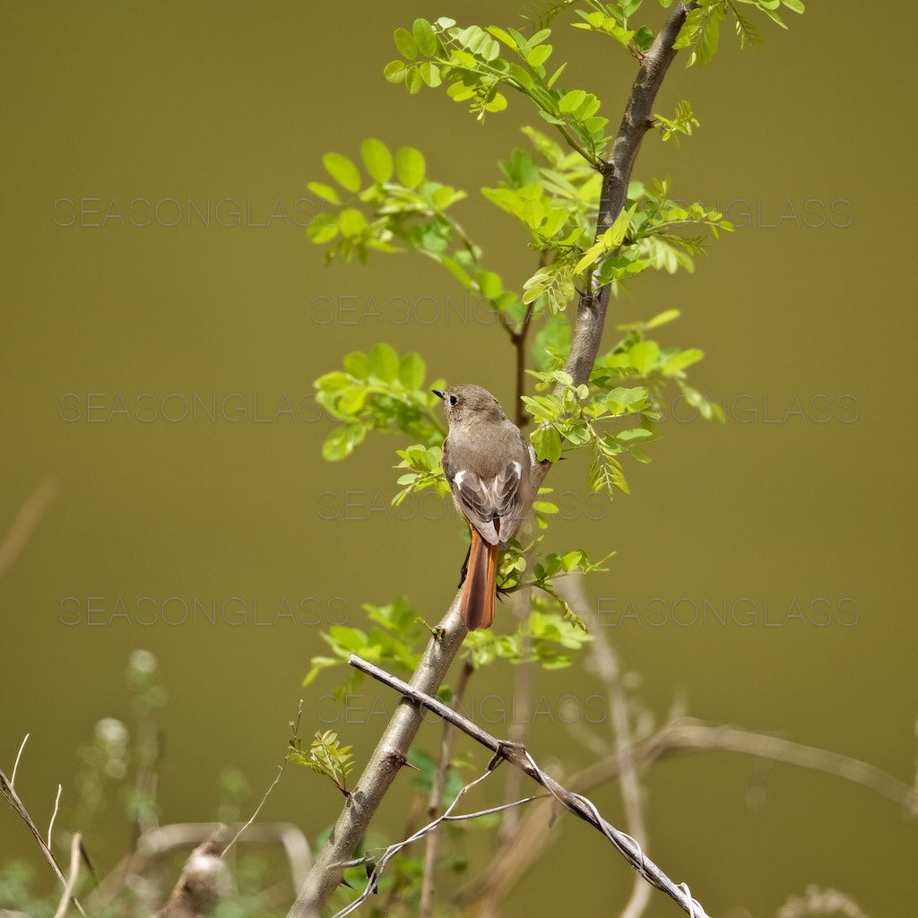 Female Daurian Redstart