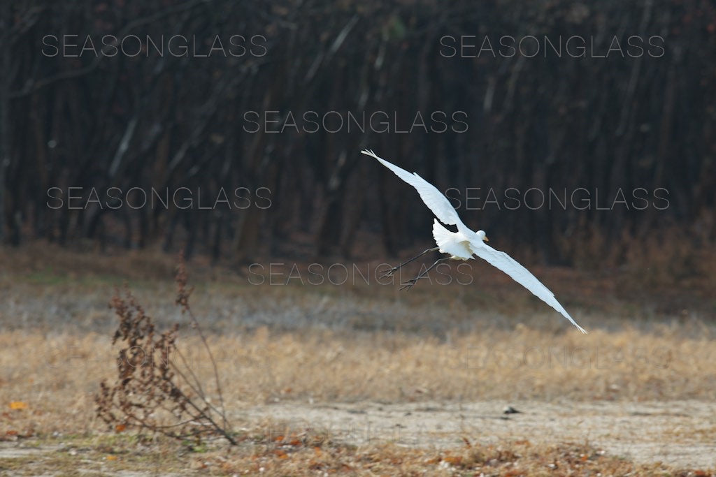 Egret