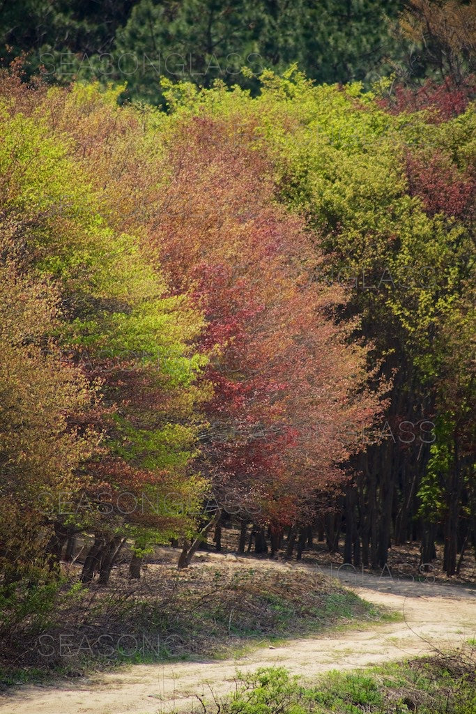 Maple Trees in Spring